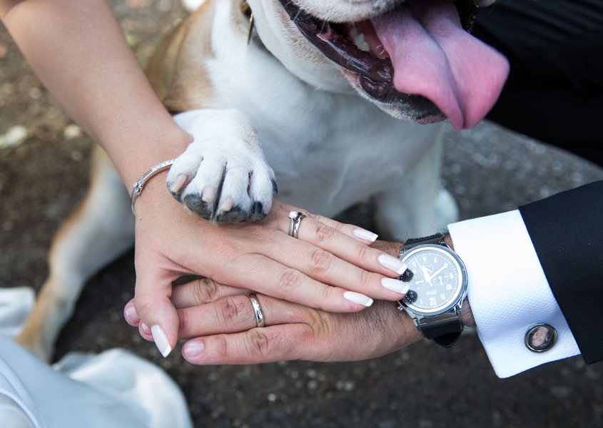Bride Groom And A Dog 845X600 1